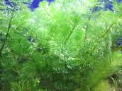 シルバー・カボンバ シルバー・カボンバ