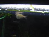 シルバー・ハチェット シルバー・ハチェット