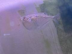 IMG_4160.jpeg IMG_4160.jpeg