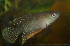 antenori1.jpg antenori1.jpg