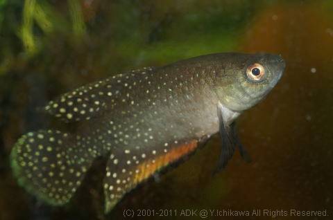 シンプソニクティス・アンテノリィ シンプソニクティス・アンテノリィ