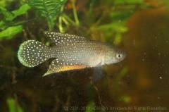 antenori2.jpg antenori2.jpg