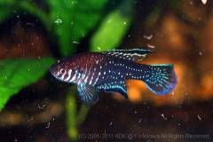 boitonei1.jpg boitonei1.jpg