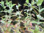 スタウロギネ・SP.ビハール スタウロギネ・SP.ビハール