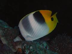 スダレチョウ.jpg スダレチョウ.jpg