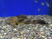スネークスキン・プレコ スネークスキン・プレコ