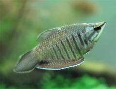 Sphaerichthys vaillanti female.jpg Sphaerichthys vaillanti female.jpg