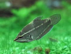 Sphaerichthys vaillanti male.jpg Sphaerichthys vaillanti male.jpg