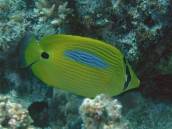 スミツキトノサマダイ.jpg スミツキトノサマダイ.jpg