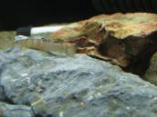 スモモ・ローチ スモモ・ローチ