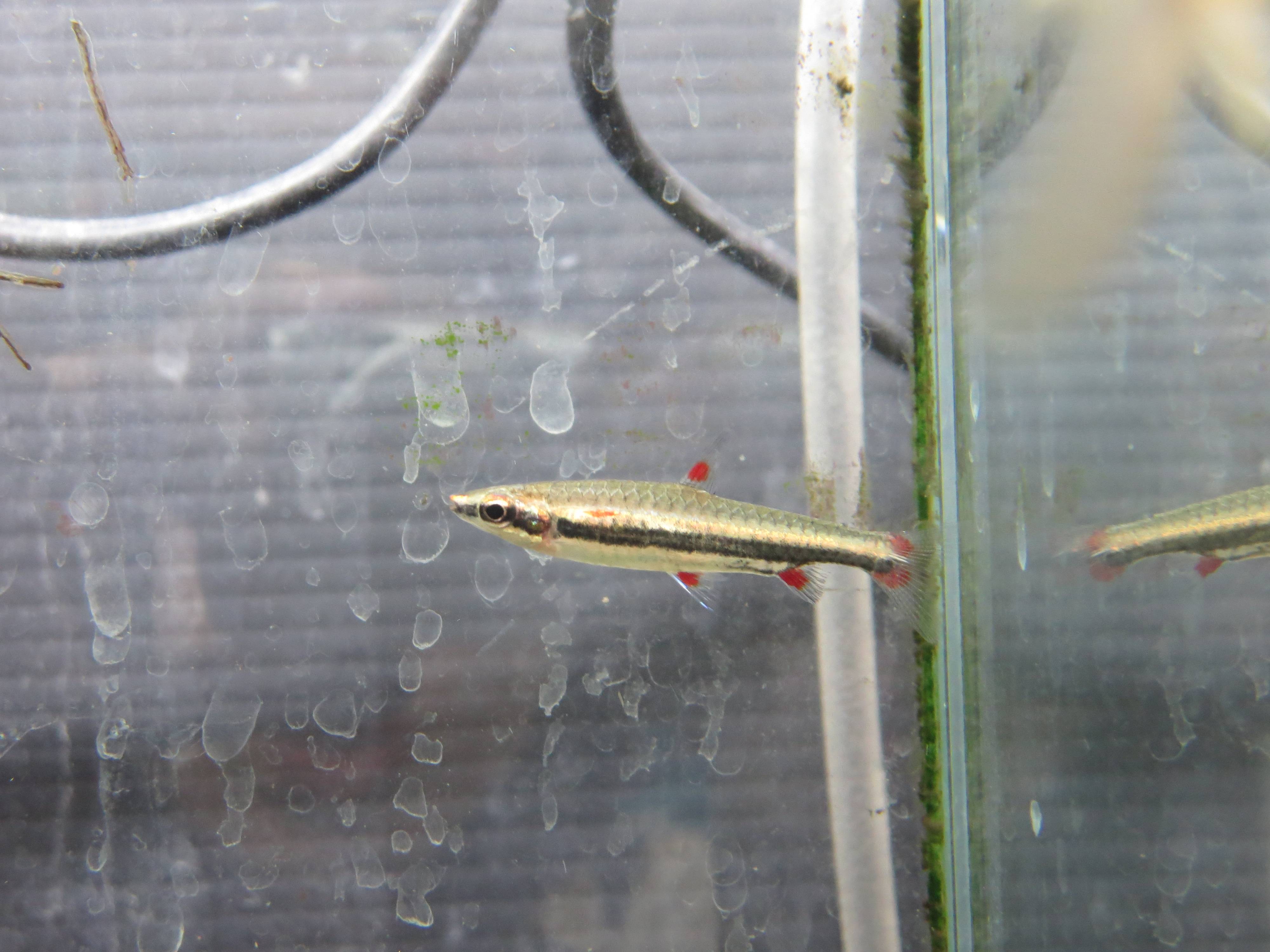 スリーライン・ペンシル スリーライン・ペンシル