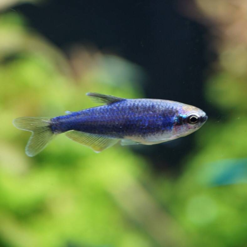 スーパーブルー・インパイクティス・ケリー スーパーブルー・インパイクティス・ケリー