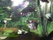 1028-6020.jpg 1028-6020.jpg