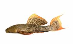 B3317099-E607-4118-84EE-EC74C1CB596D.jpeg B3317099-E607-4118-84EE-EC74C1CB596D.jpeg