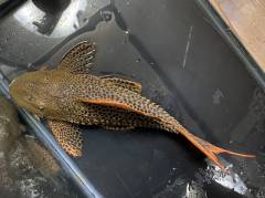 B4EC4D66-796E-40F5-8E74-43867A0C0AEE.jpeg B4EC4D66-796E-40F5-8E74-43867A0C0AEE.jpeg