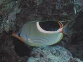 セグロチョウ.jpg セグロチョウ.jpg