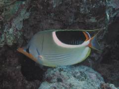 セグロチョウ.jpg セグロチョウ.jpg