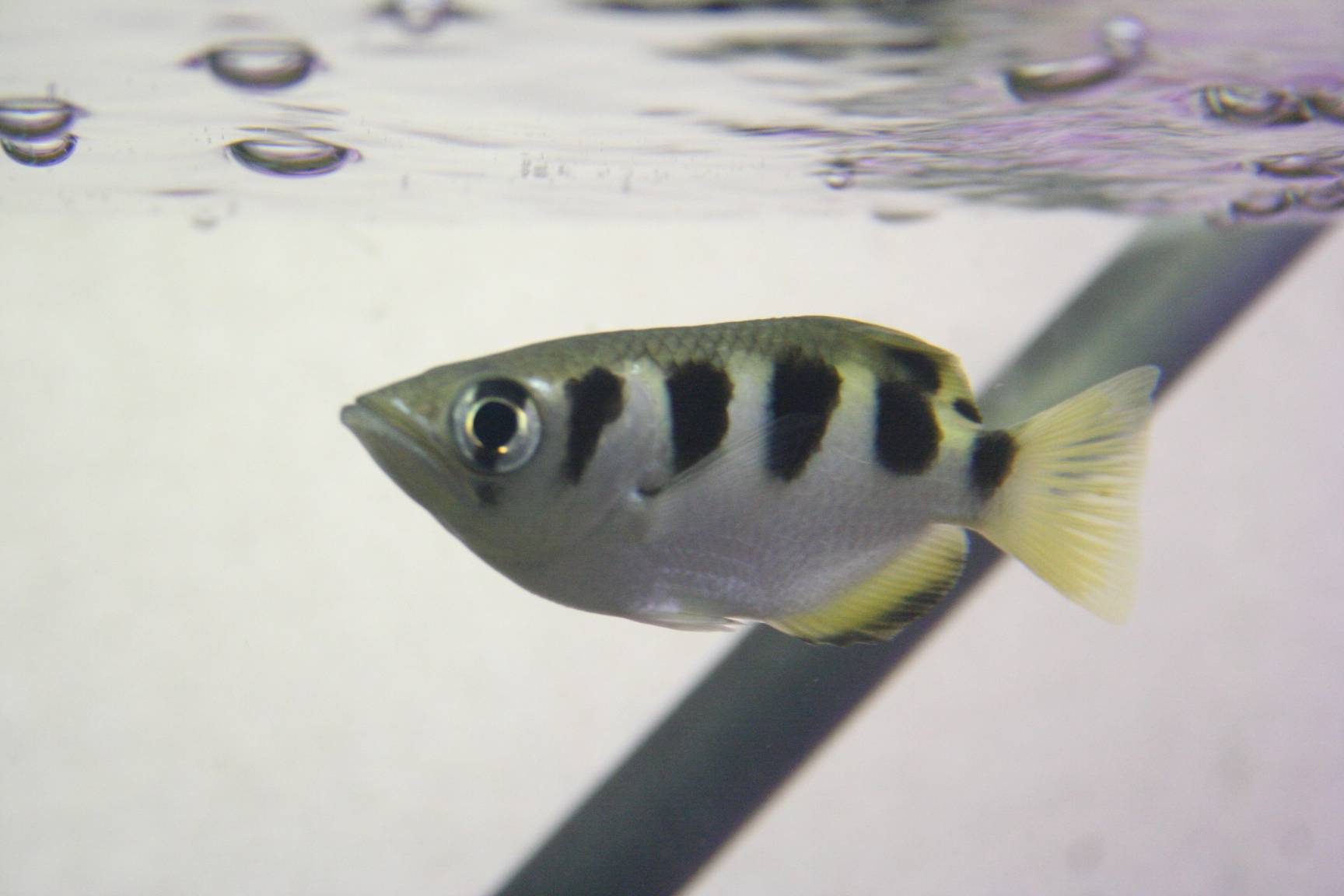 セブンスポット・アーチャーフィッシュ セブンスポット・アーチャーフィッシュ