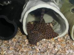 1123-6725.jpg 1123-6725.jpg