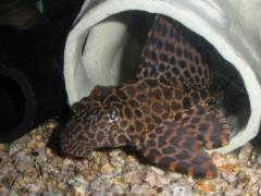 1123-6727.jpg 1123-6727.jpg