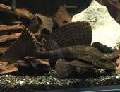 セルフィン・プレコ セルフィン・プレコ