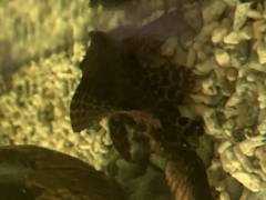 image_0.jpg image_0.jpg