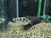 ゼブラ・アーチャーフィッシュ ゼブラ・アーチャーフィッシュ