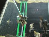 ゼブラ・レース・エンゼル ゼブラ・レース・エンゼル