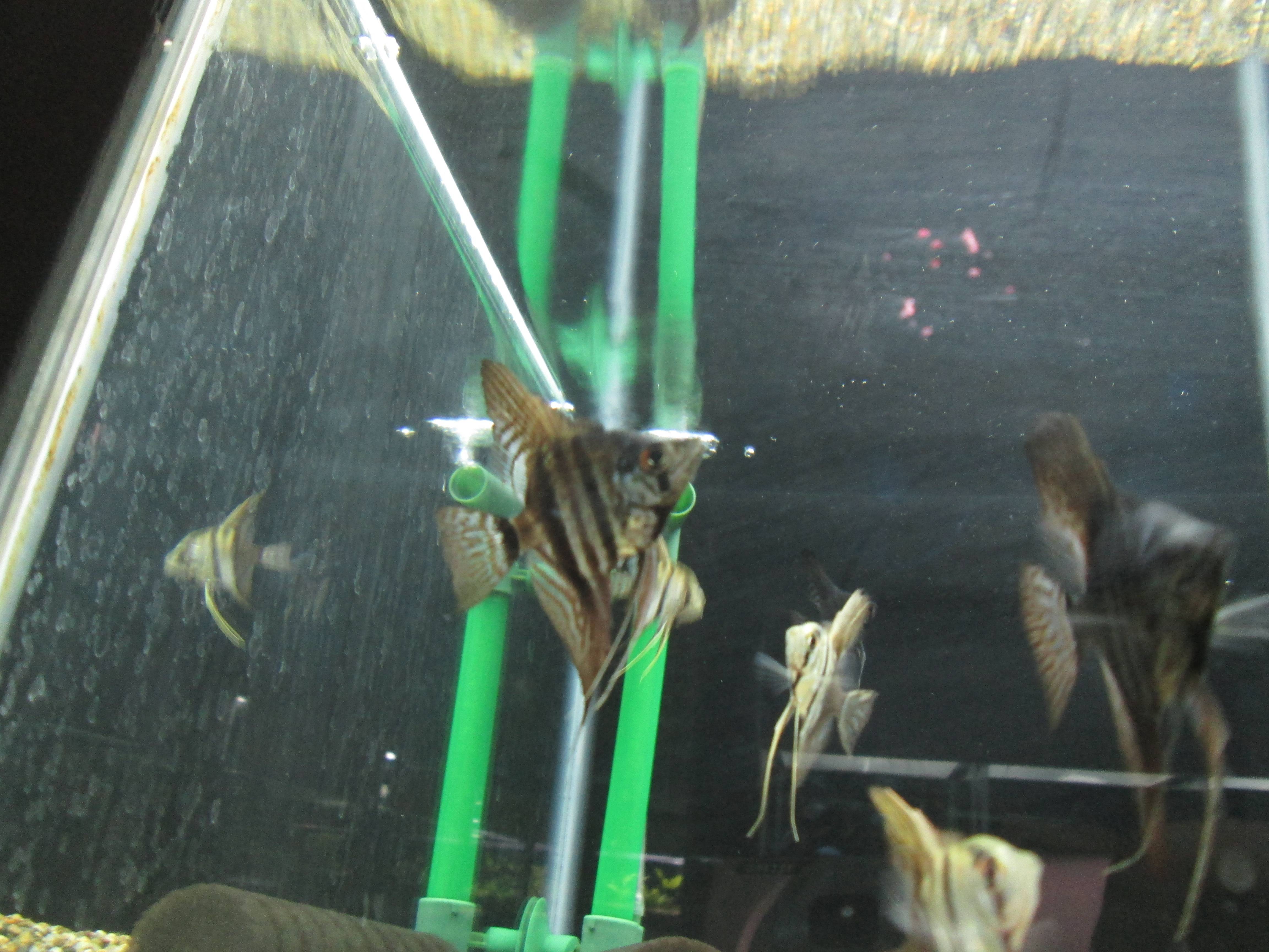 ゼブラ レース エンゼル アクアリウムwiki ゼブラ レース エンゼル アクアリウムwiki