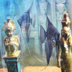 85029590_239307400418590_6574590999680667898_n(1).jpg 85029590_239307400418590_6574590999680667898_n(1).jpg