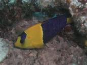 ソメワケヤッコ.jpg ソメワケヤッコ.jpg