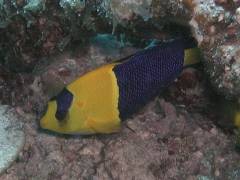 ソメワケヤッコ.jpg ソメワケヤッコ.jpg