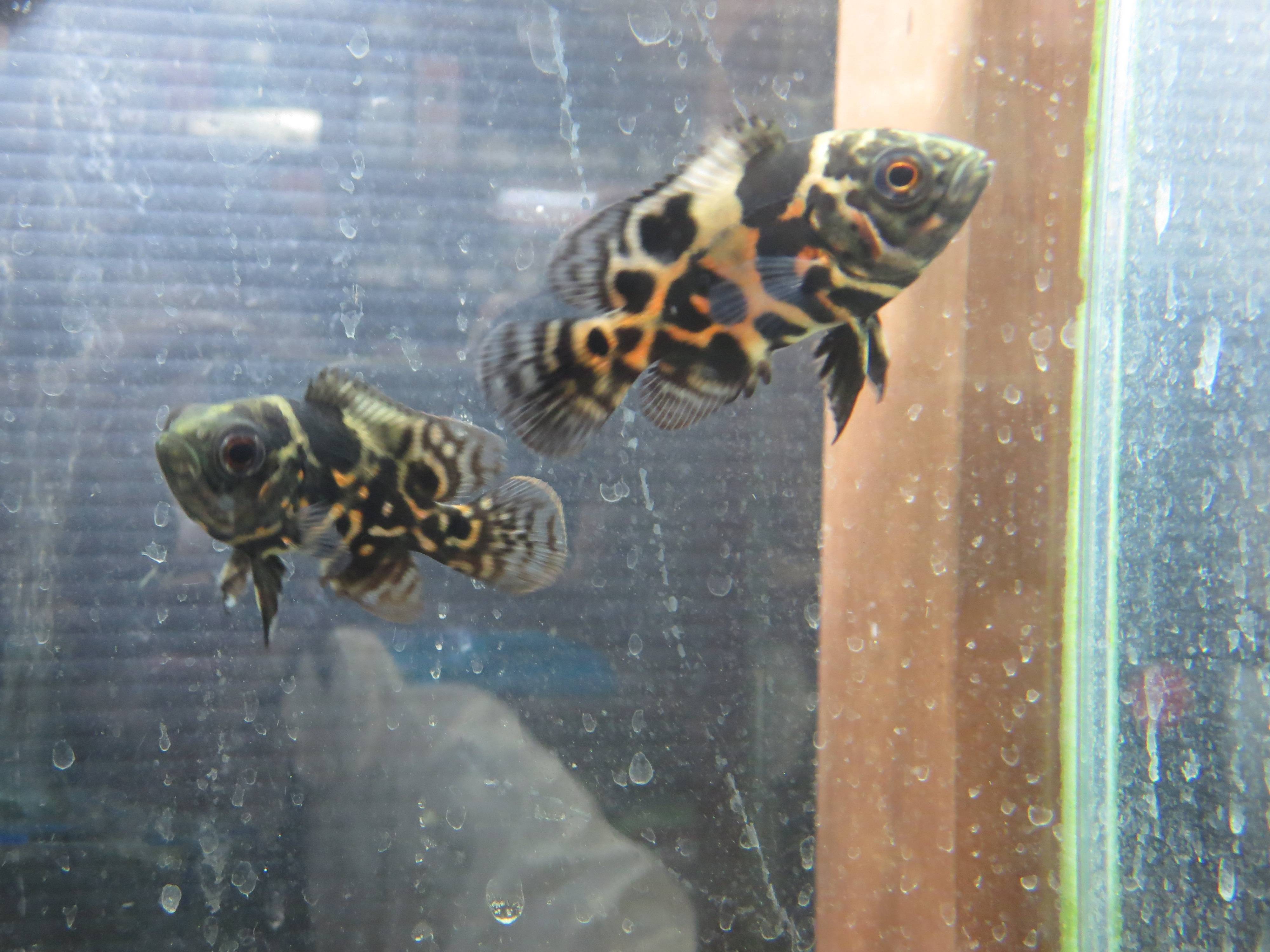 タイガー・オスカー タイガー・オスカー