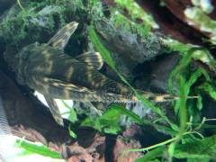 95995CA6-5005-48E5-998C-2DFE5C6E2212.jpeg 95995CA6-5005-48E5-998C-2DFE5C6E2212.jpeg