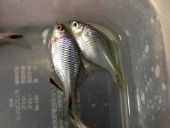 5F1FD90B-D17B-427C-B7AB-C07A16268437.jpeg 5F1FD90B-D17B-427C-B7AB-C07A16268437.jpeg