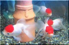 iidatanchoo2016a.jpg iidatanchoo2016a.jpg