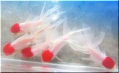 iidatanchoo2016c.jpg iidatanchoo2016c.jpg