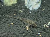 ダッシロリカリア・フィラメントーサ ダッシロリカリア・フィラメントーサ