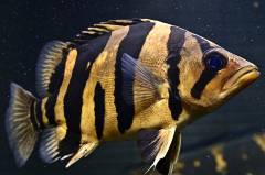 _DSC959.jpg _DSC959.jpg