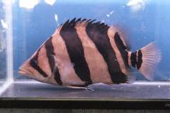 DSC0007-d4d85.jpg DSC0007-d4d85.jpg