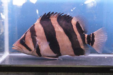 ダトニオ・リアルバンド ダトニオ・リアルバンド