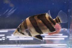 DSC0039-a9b01.jpg DSC0039-a9b01.jpg