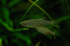 IMGP0210.jpg IMGP0210.jpg