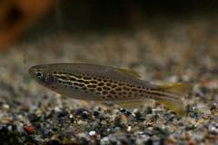 IMGP5347.jpg IMGP5347.jpg