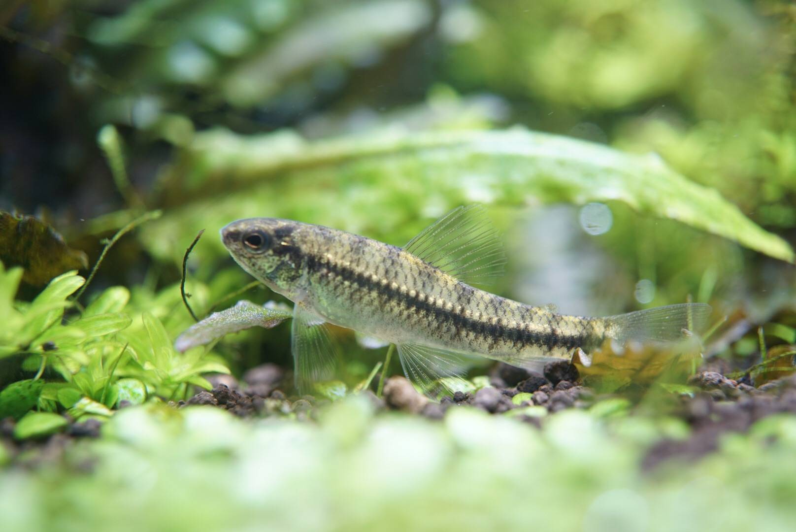 ダータ・テトラ ダータ・テトラ