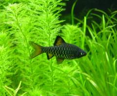 チェッカーバルブ水草.jpg チェッカーバルブ水草.jpg