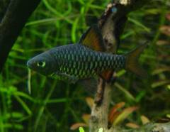 チェッカーバルブ1.jpg チェッカーバルブ1.jpg