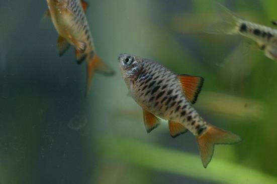 チェッカー・バルブ チェッカー・バルブ