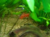 チェリー・バルブ チェリー・バルブ