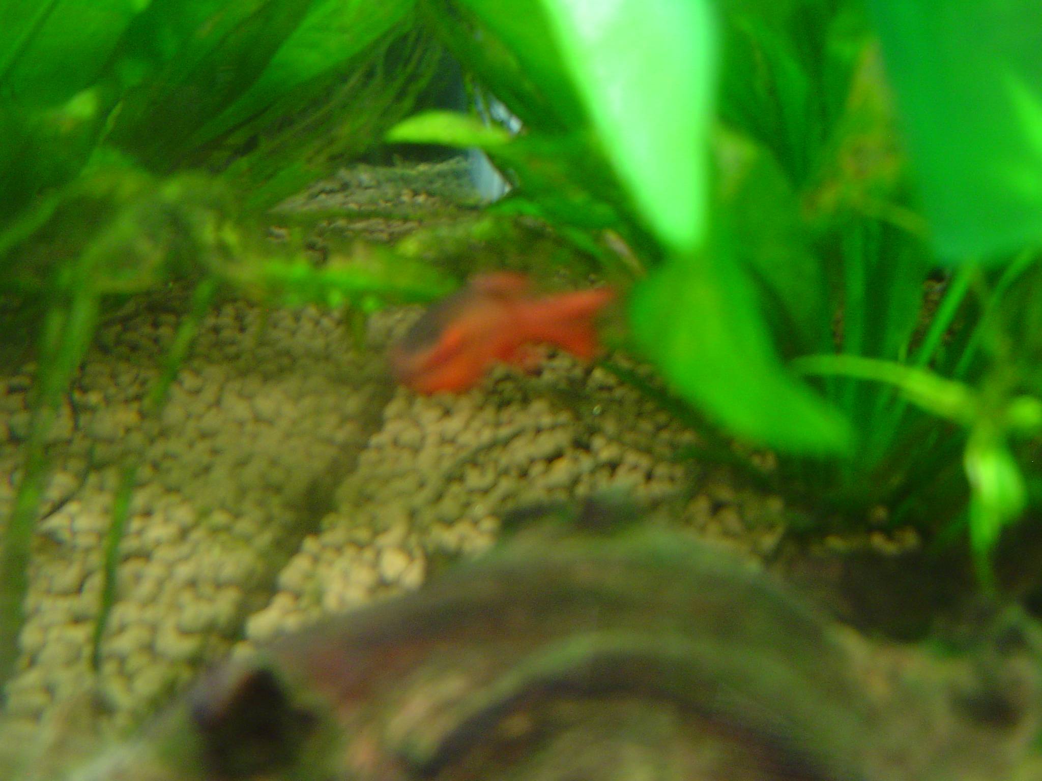 チェリー・バルブ チェリー・バルブ